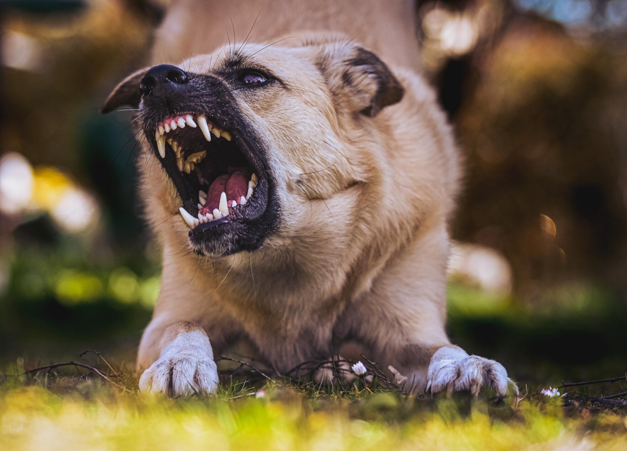 Legal experts highlight psychological harm in dog attacks